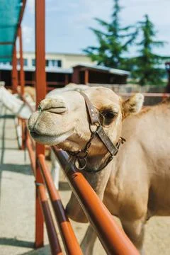 Camel stands in a pen while looking towards the camera during a sunny day i.. Stock Photos