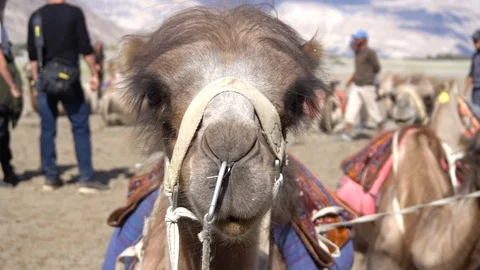Camel staring at the camera. Stock Footage 119495477