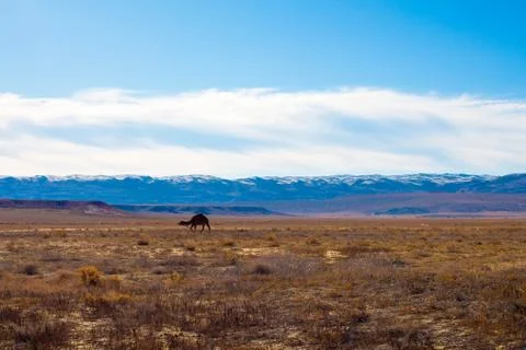 Camel in the Steppe and Mountains Stock Photos