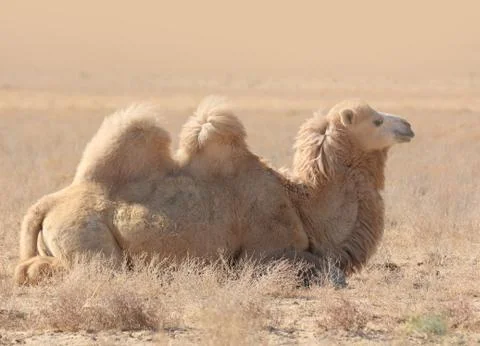 Camel in the steppe. Stock Photos