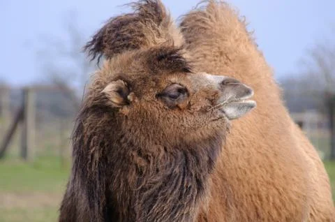 Camel in the sun Stock Photos