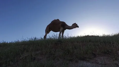 A Camel on a Sunset Background. a Camel is Eating Grass. Stock Footage 75357672