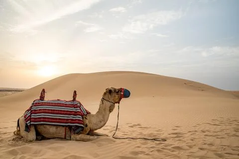 A camel at sunset in the desert Stock Photos