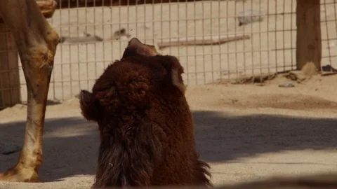Camel taking a nap at the zoo while looking around. Stock-Footage 115620192