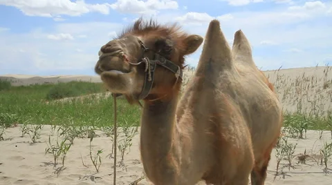 Camel in the Taklamakan Desert - China