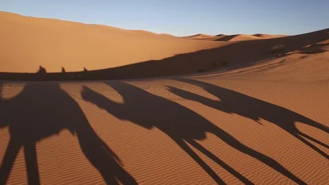 Camel team in the desert Stock Footage 95577515