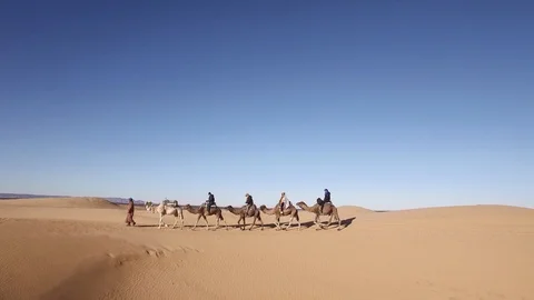 Camel team in the desert Stock Footage 95595244