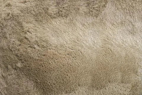 Camel texture. Camel skin close up. Camel wool for background or texture Stock Photos