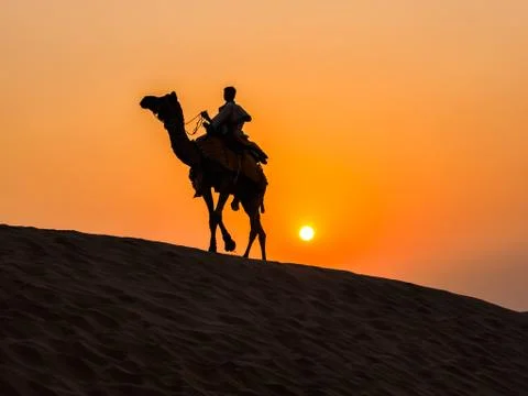 Camel at thar desert Stock Photos