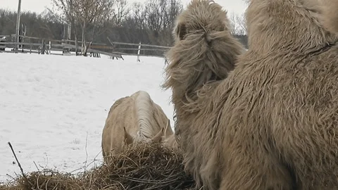 Camel with thick fur eats hay on farm in winter Stock Footage 260735771