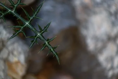 Camel thorn close-up Stock Photos