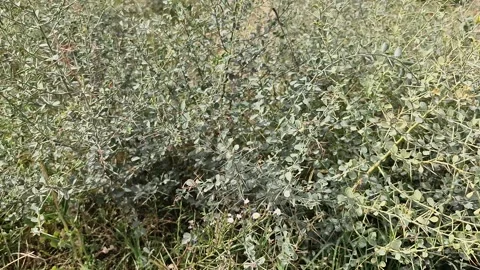 Camel thorn Video stock 286851319