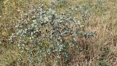 Camel thorn Video stock 286873090