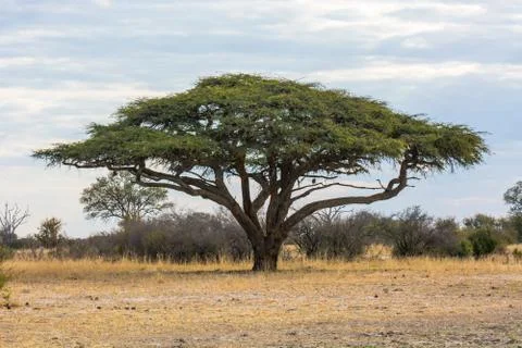 Camel thorn tree under a cloudy sky Foto stock