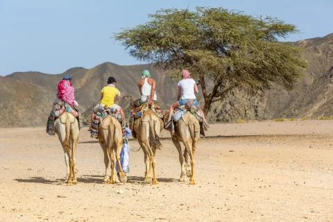 Camel tour Stock Photos
