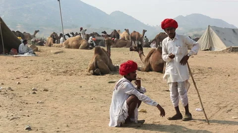Camel traders wait for camel buyers in Pushkar Mela,India. Stock Footage 61368088