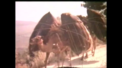 Camel train Cine 1970s Video stock 324125043