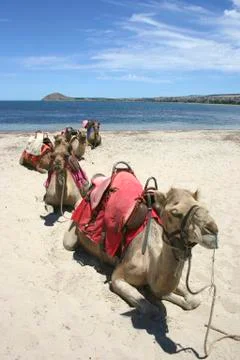Camel Train Stock Photos