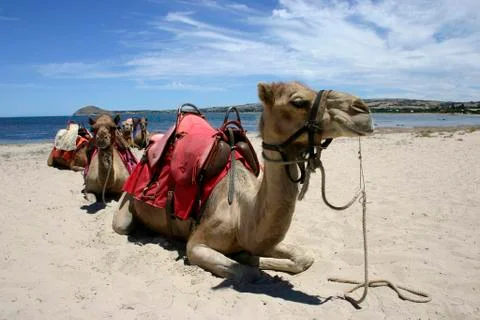Camel Train Stock Photos
