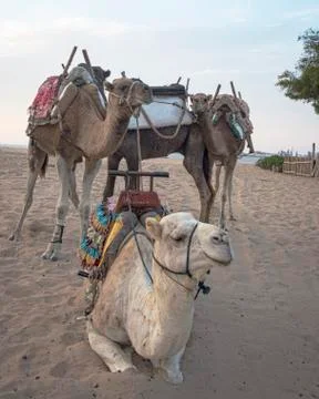 Camel train taking a break at the beach Stock Photos