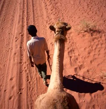 A camel trip in the desert Stock Photos