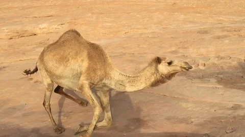 Camel Trips on Sandstone Vídeo Stock 107698907