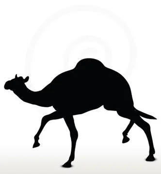 Camel in Trotting pose Stock Illustration