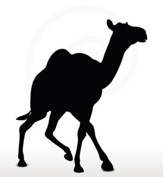 Camel in Trotting pose Stock Illustration