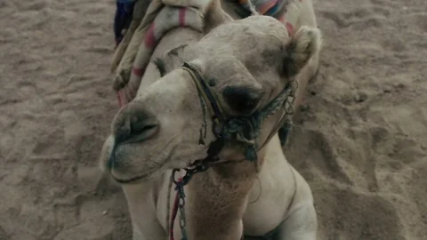 Camel turns head Stock Footage 83046554