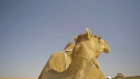 Camel Turns Its Face to The Camera Stock Footage 120881209