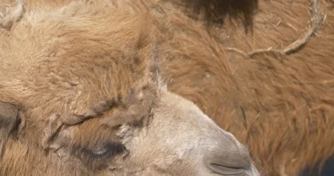 The camel turns its muzzle Stock Footage 91400864