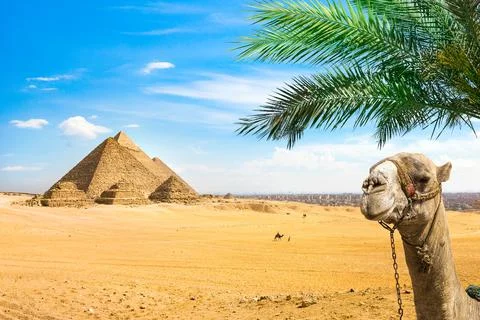 Camel under palm tree Stock Photos