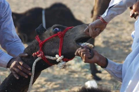 Camel under process of taming putting nakel in nose cruelty in Pushkar fair.. Foto stock