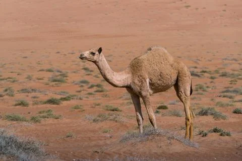 Camel under sand dune in the desert of Wahiba Sands, Oman. Majestic desert Stock Photos
