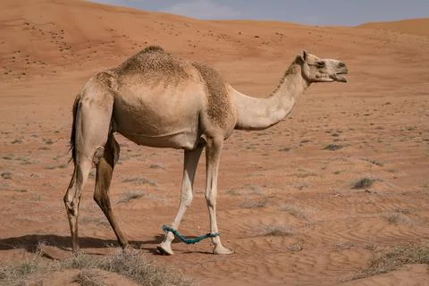 Camel under sand dune in the desert of Wahiba Sands, Oman. Majestic desert Stock Photos
