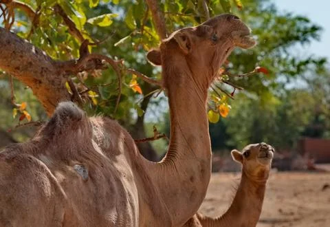 A camel under a tree Stock Photos