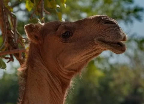 A camel under a tree Stock Photos