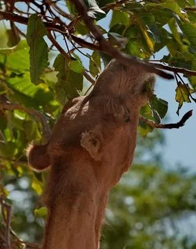 A camel under a tree Stock Photos