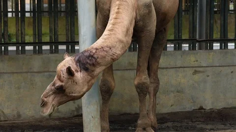 Camel (Unta) 스톡 동영상 119054239