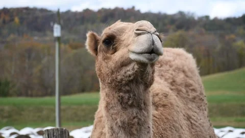 This camel uses wire for a chew toy Stock Footage 137768110