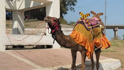 Camel Using Leg to Swat Flies Outdoors Vídeos de archivo 329204495