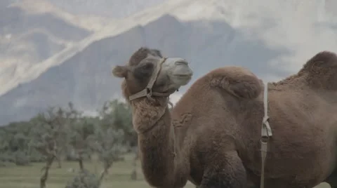 Camel in the valley Stock Footage 59157756