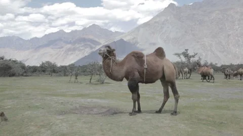Camel in the valley of the mountains Stock Footage 59156928