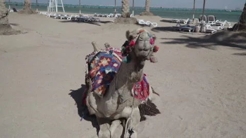 Camel very close Stock Footage 86333612