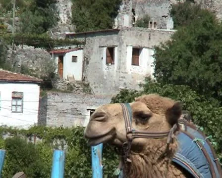 Camel in the village Stock Footage 8956805