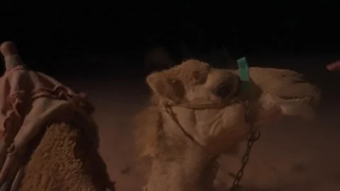 Camel in wadi rum Stockbeeldmateriaal 316037622