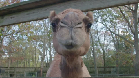 A camel waiting to be fed comes right over to look into the camera Stock Footage 262798936