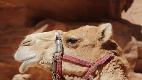 A camel waiting for the tourist Stock Footage