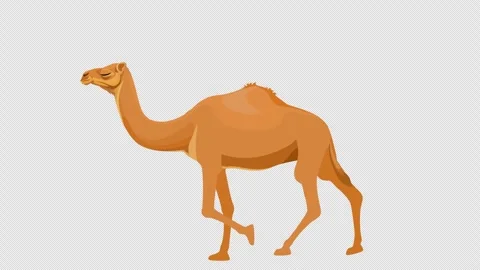 Camel walk cycle animation Stock Footage 294324156