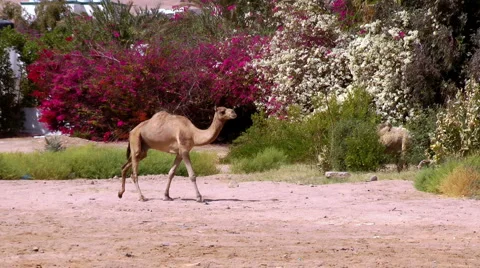 Camel for a walk Stock Footage 1807125
